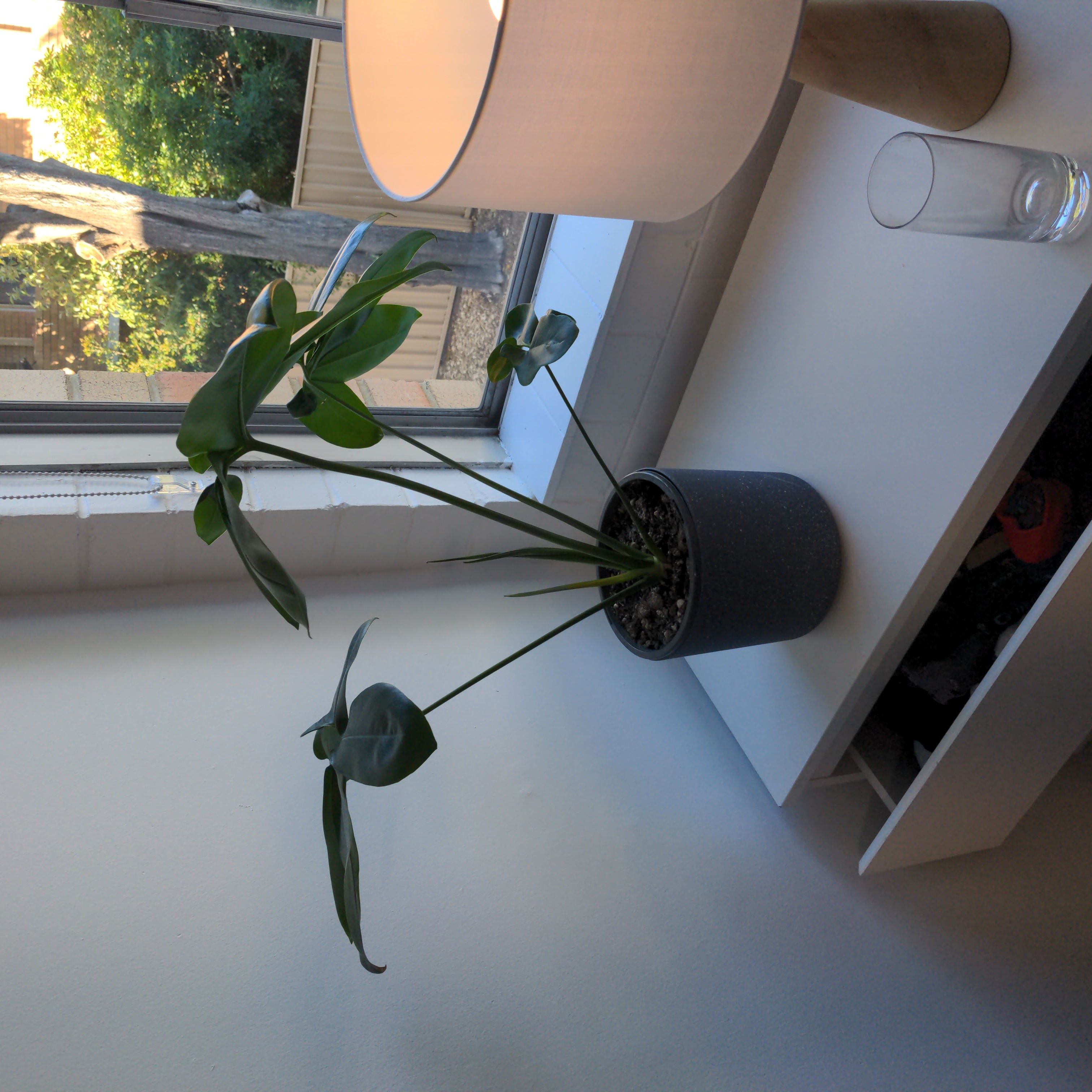 Philodendron 'Florida' plant on a white surface near a window, healthy green leaves.