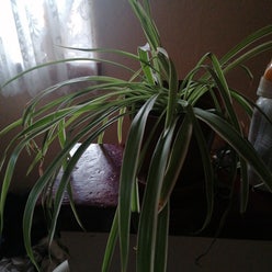 Spider Plant plant