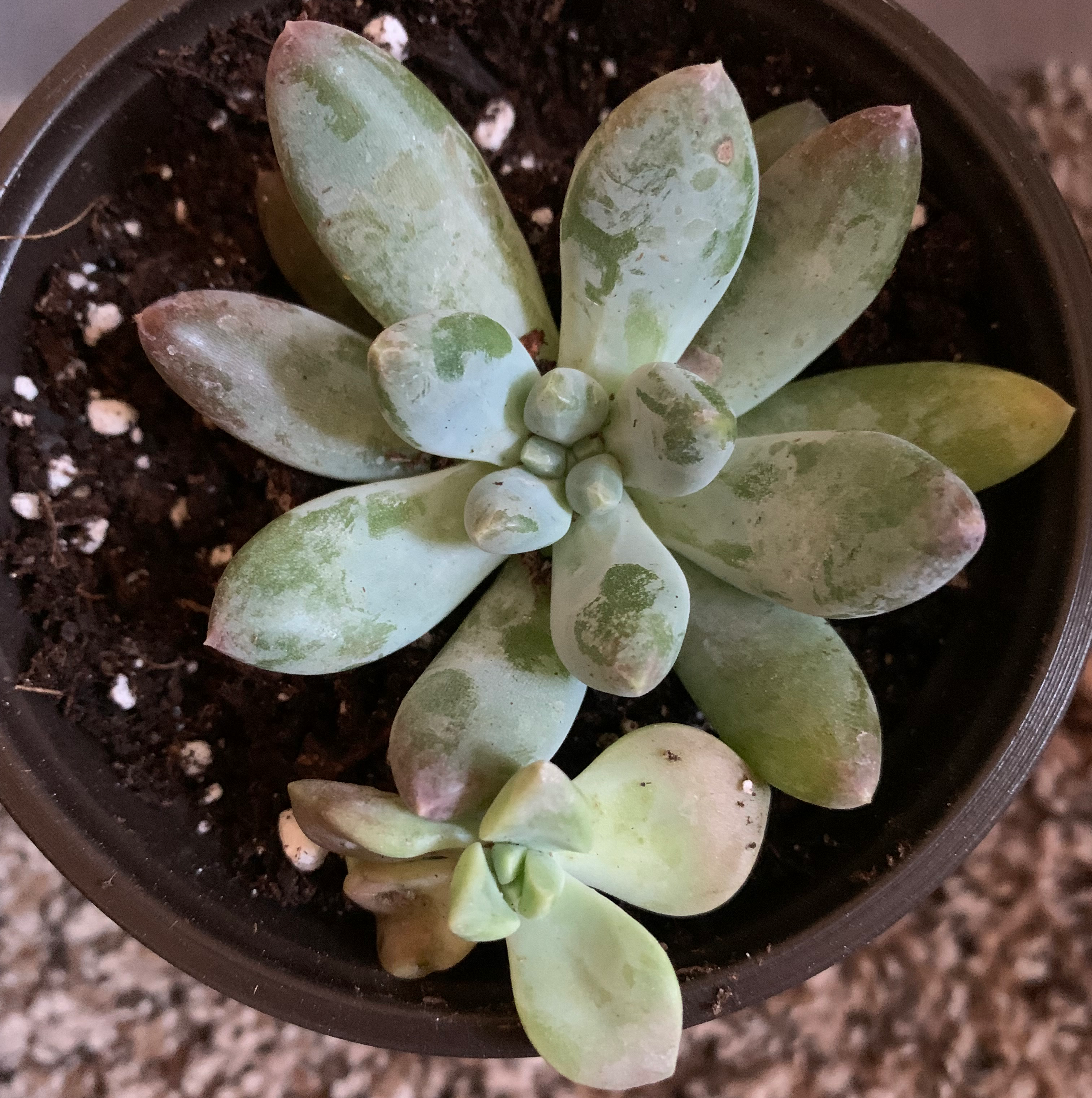 Pachyphytum 'Moon Silver' plant in a pot with some leaf discoloration.