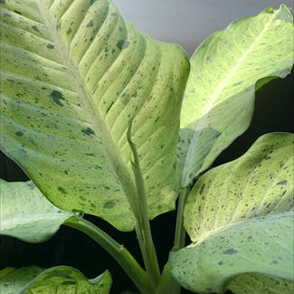 Dieffenbachia 'Camouflage' plant in Somewhere on Earth