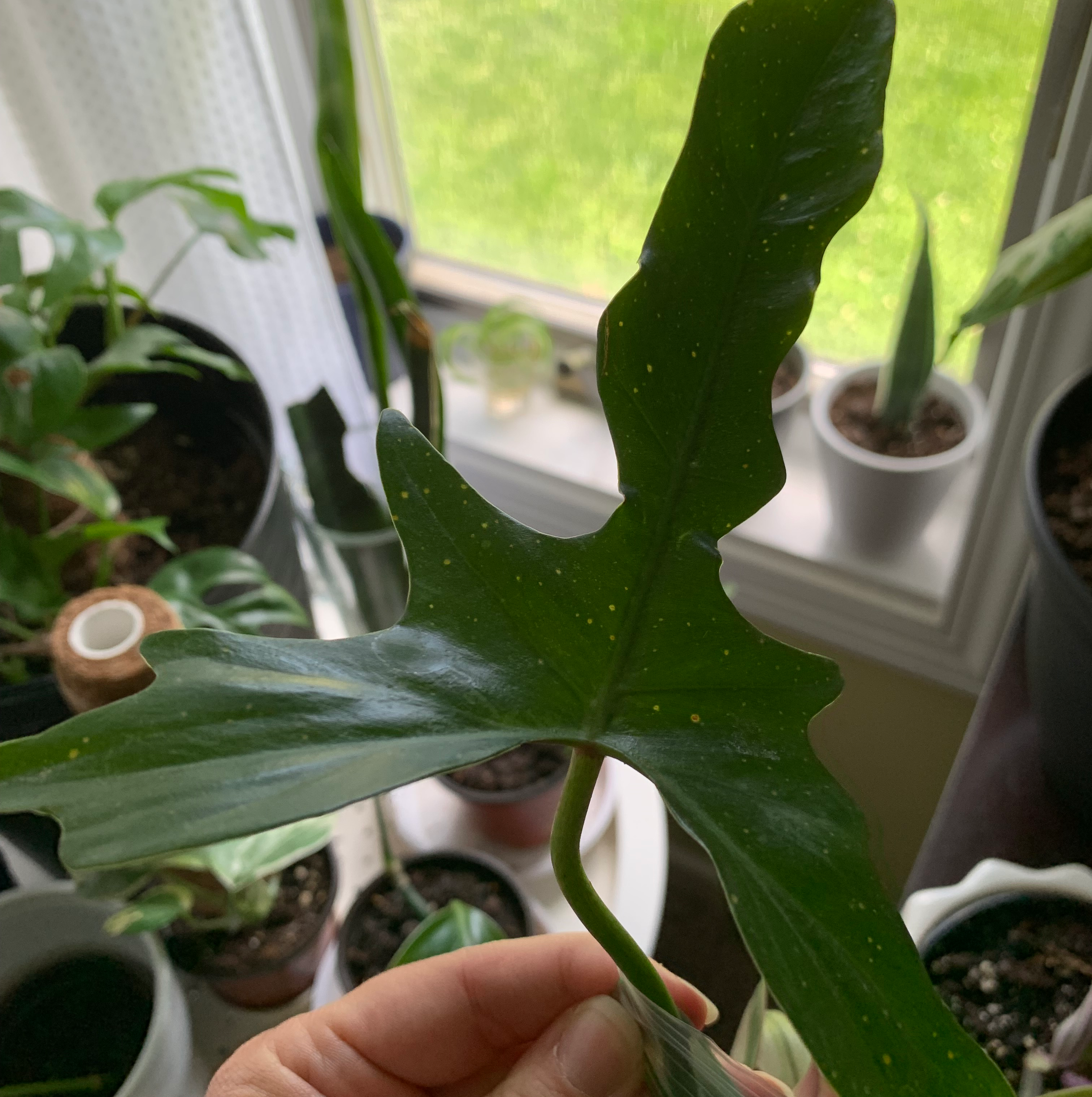 Your plant