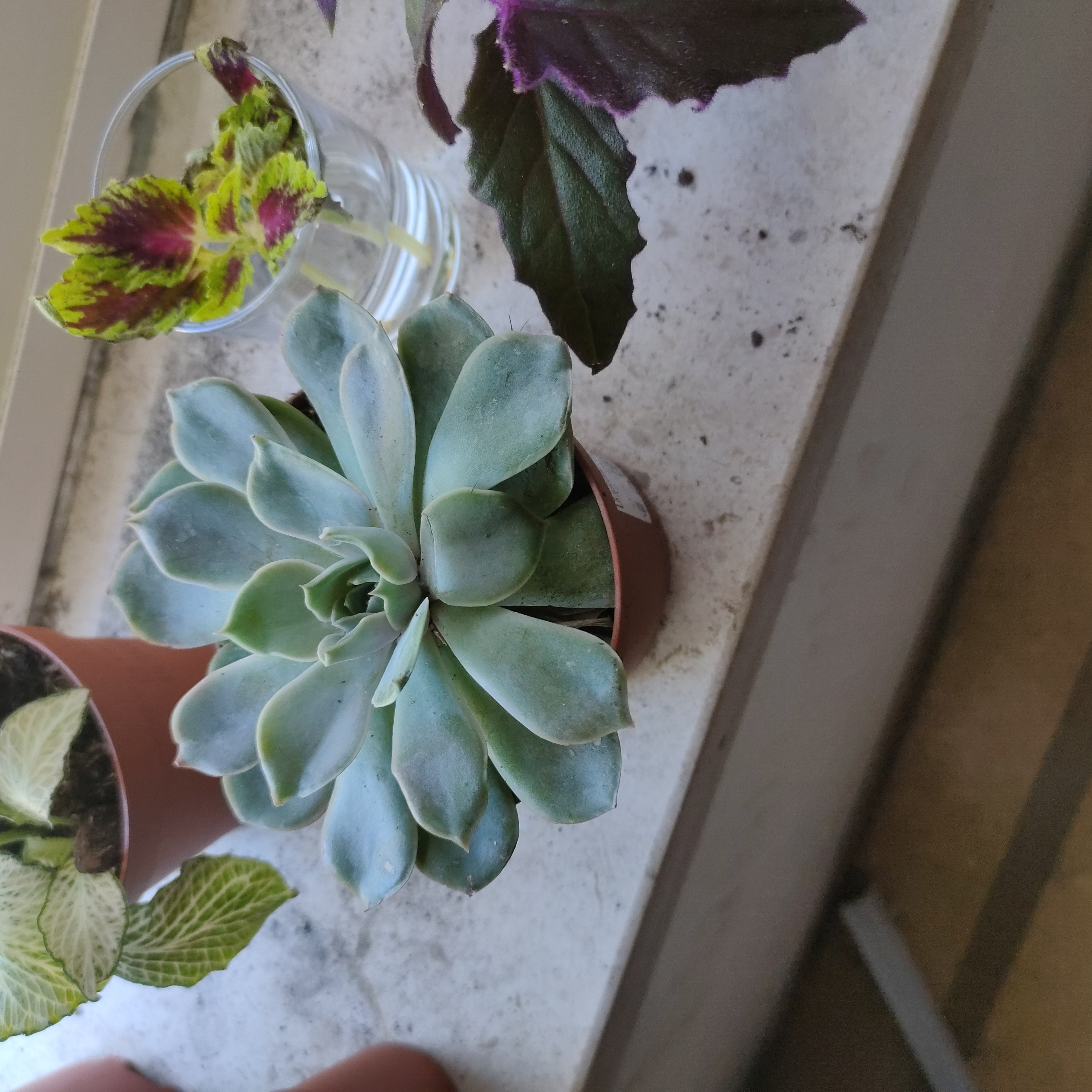 Photo of the plant species Echeveria 'Moranii' by @Yami named Echi on Greg, the plant care app