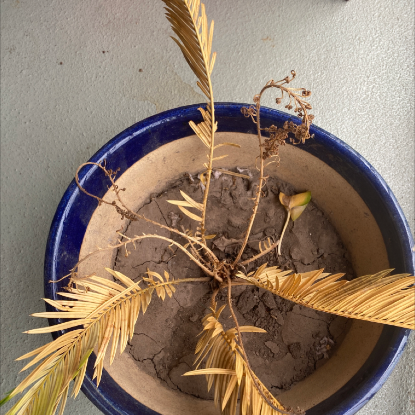 Potted Canary Island Date Palm with significant leaf discoloration and browning.
