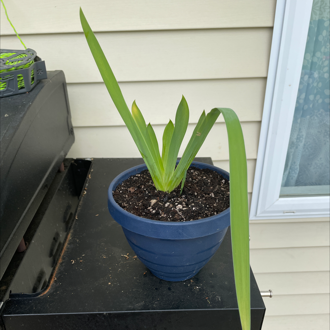 Potted Yellow Iris plant with long, narrow green leaves, visible soil.