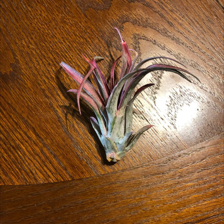 Tillandsia Erubescens plant on a wooden surface, appears healthy.