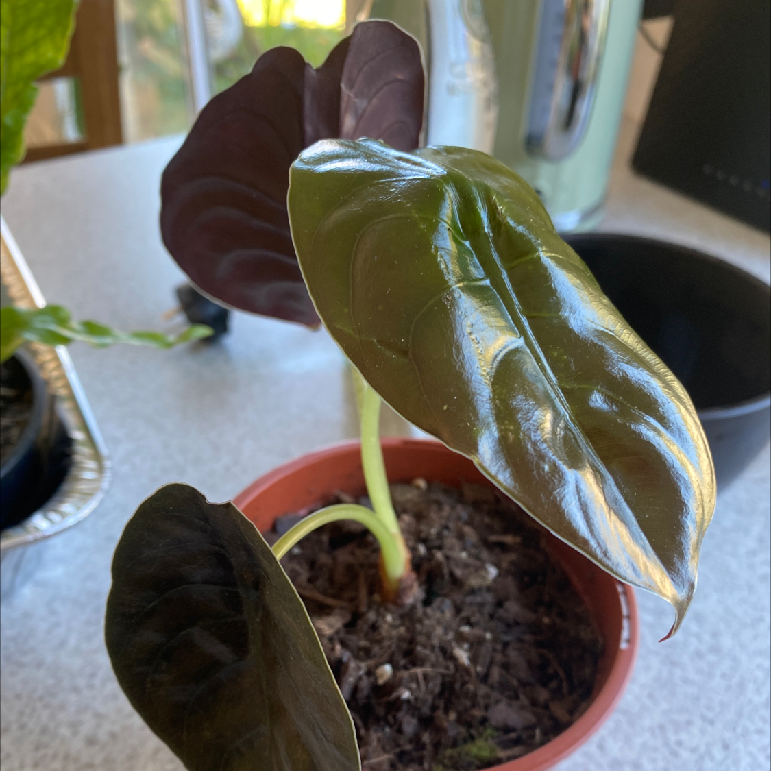 Potted Alocasia ‘Red Secret’ plant with glossy, dark leaves and visible soil.