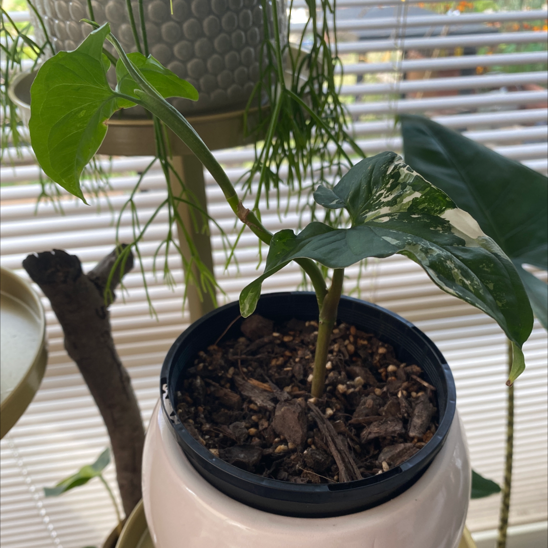 Variegated Arrowhead Vine in a pot with visible soil, healthy green and variegated leaves.