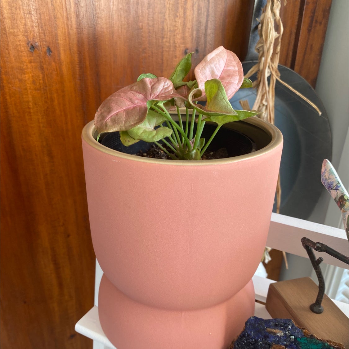 Potted Pink Syngonium plant with some leaf discoloration in a pink pot indoors.