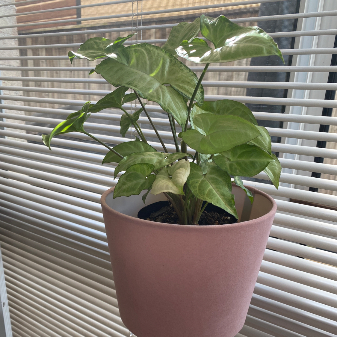 Syngonium 'White Butterfly' plant in a pink pot in front of window blinds.