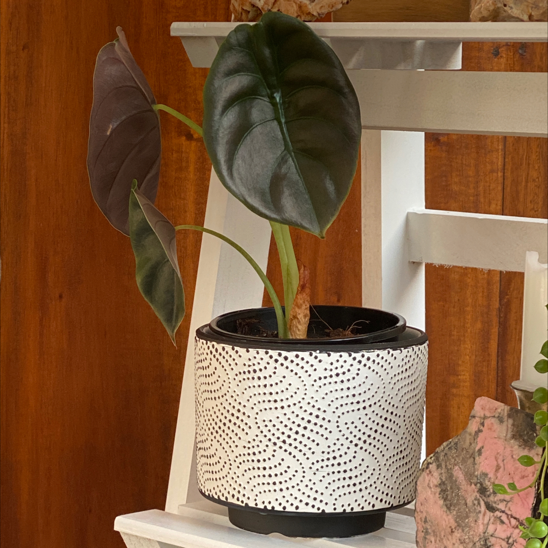 Potted Alocasia ‘Red Secret’ plant with dark, glossy leaves in a decorative pot.