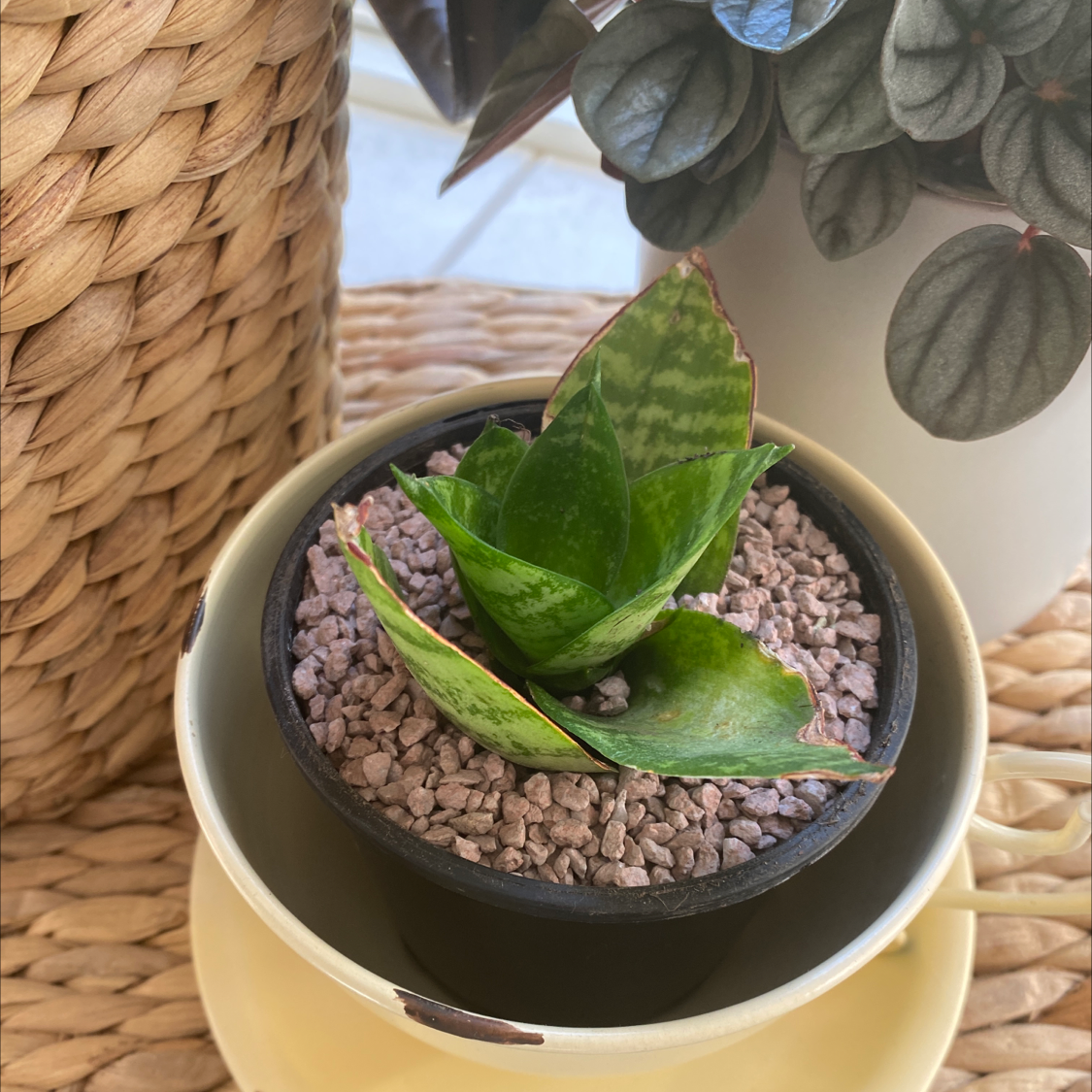 Bird's Nest Snake Plant in a small pot with gravel, showing some browning at the leaf tips.