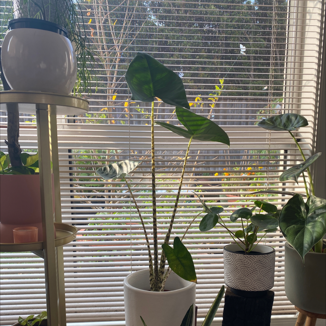Zebra Elephant Ear plant indoors near a window with large, dark green leaves.