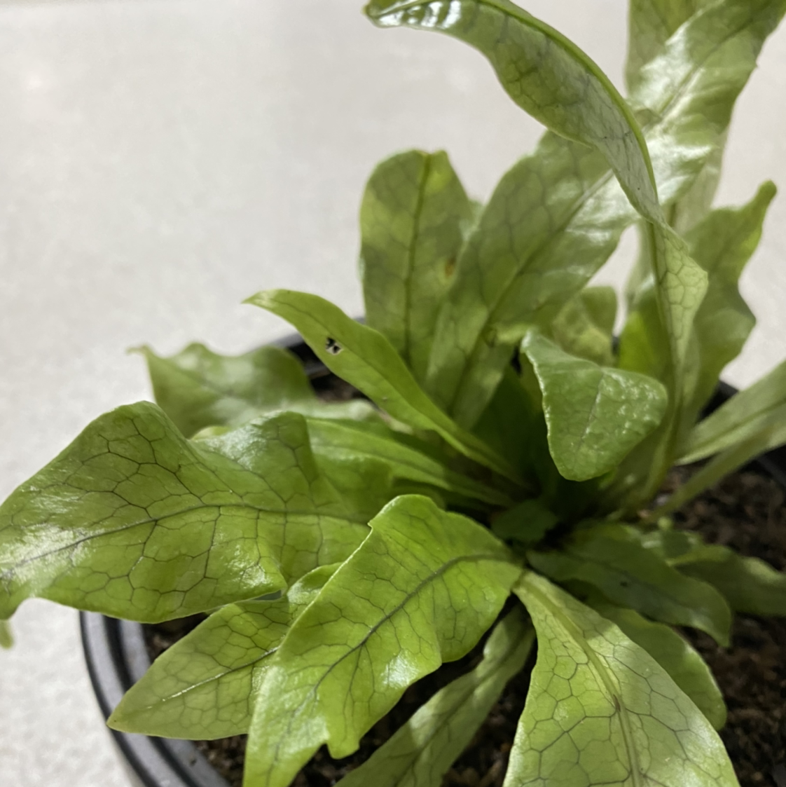 Crocodile Fern with textured leaves in a pot, soil visible.
