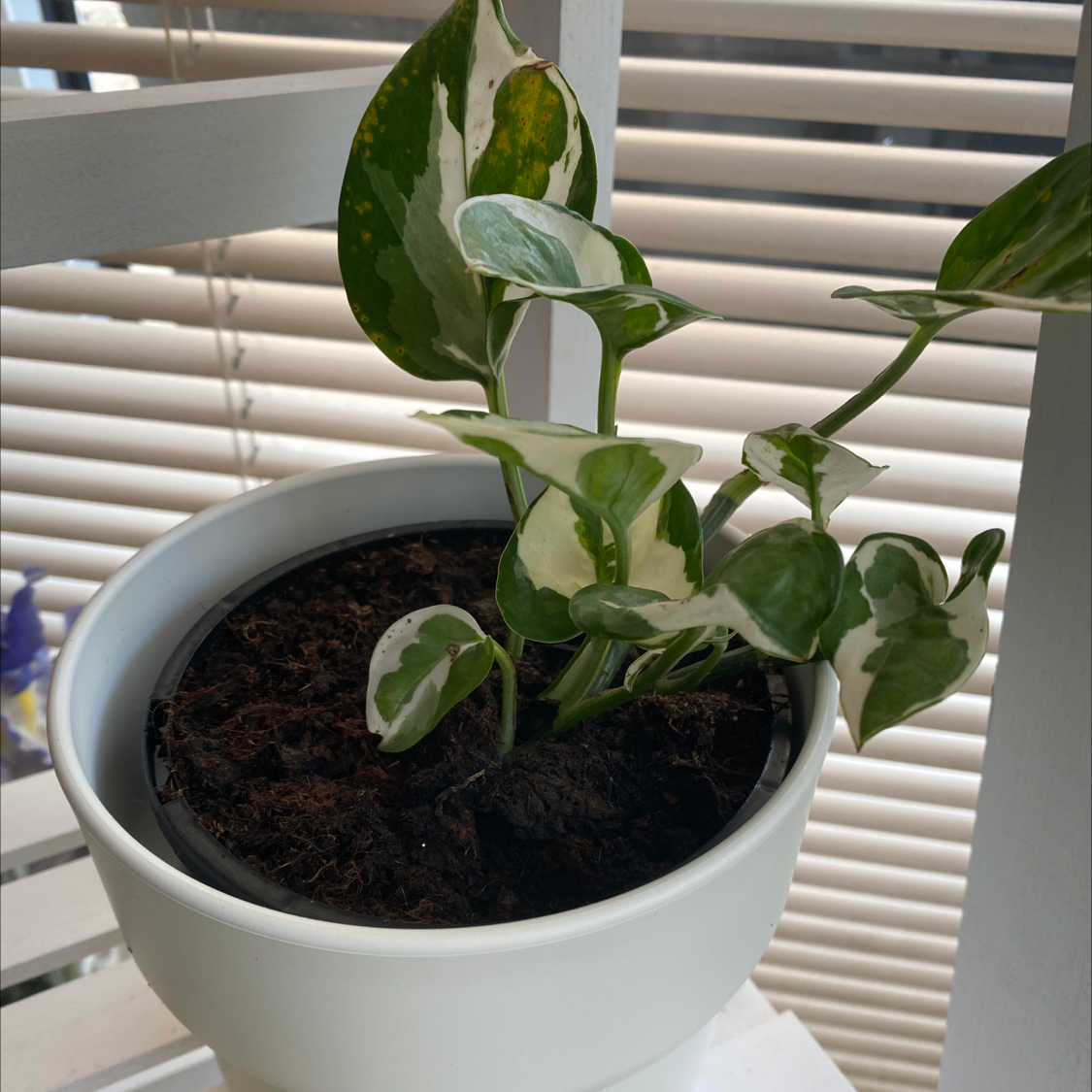 Snow Queen Pothos plant in a white pot with variegated green and white leaves.