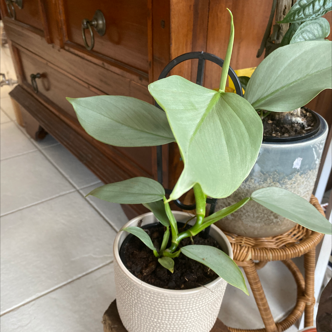 Silver Sword Philodendron in a pot with visible soil, healthy leaves, and no signs of disease.