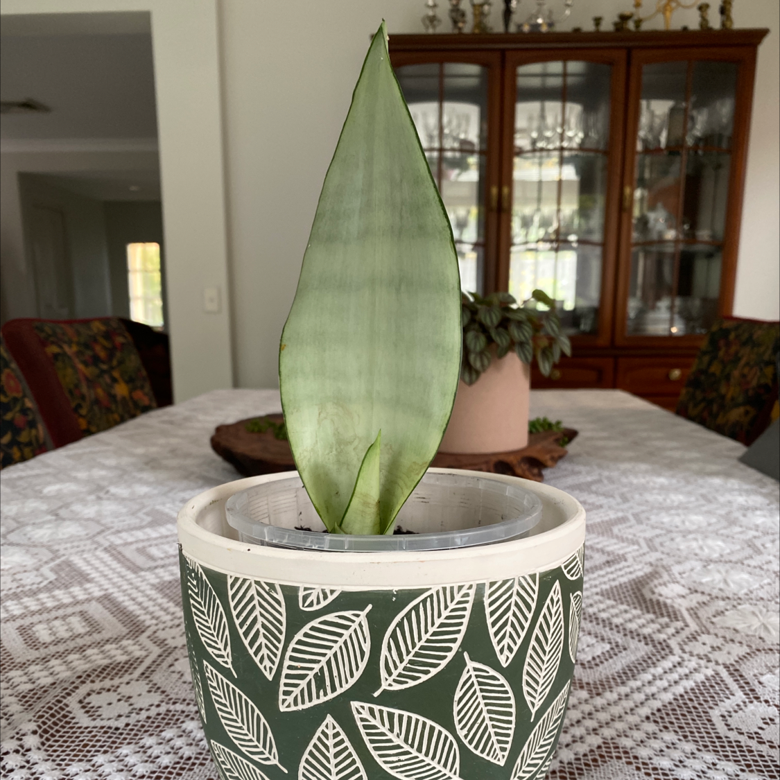 Silver Snake Plant in a decorative pot on a table, with a well-lit room in the background.