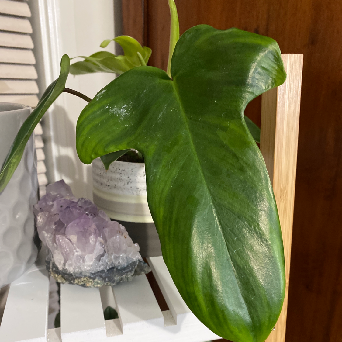 Horsehead Philodendron with a large green leaf on a shelf next to a crystal and a pot.