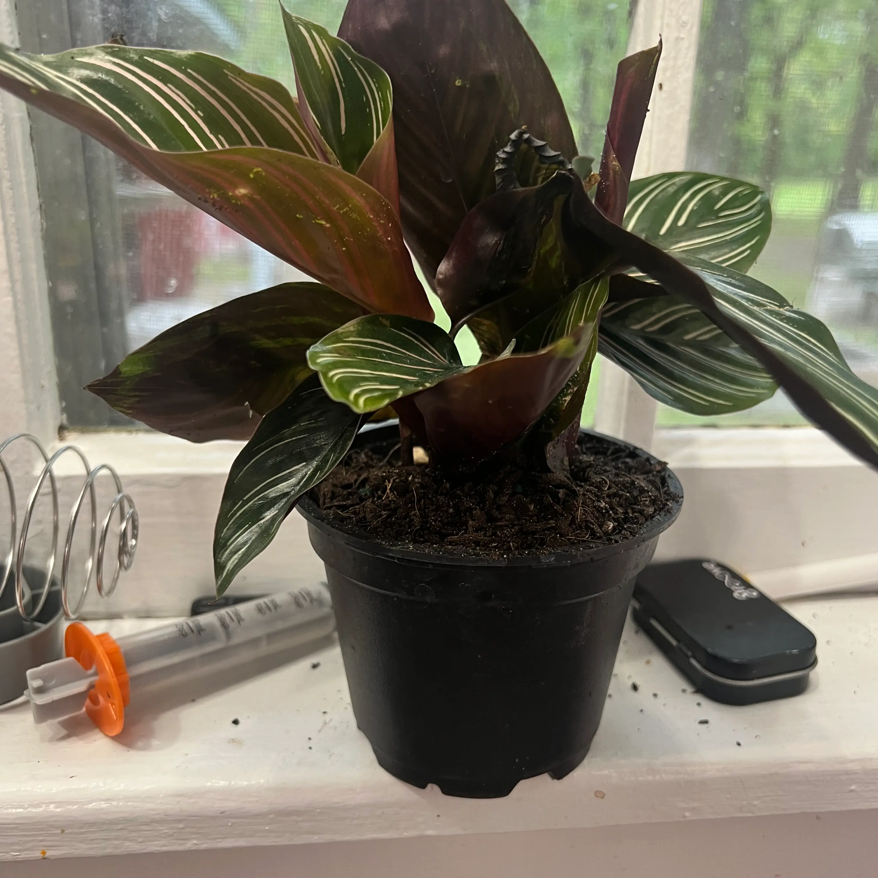 Photo of the plant species Pin-Stripe Calathea by @AppetentDodder named Sigmund on Greg, the plant care app