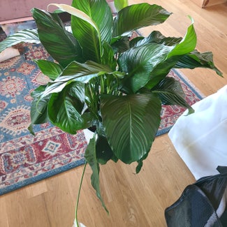 Peace Lily plant in East Meadow, New York