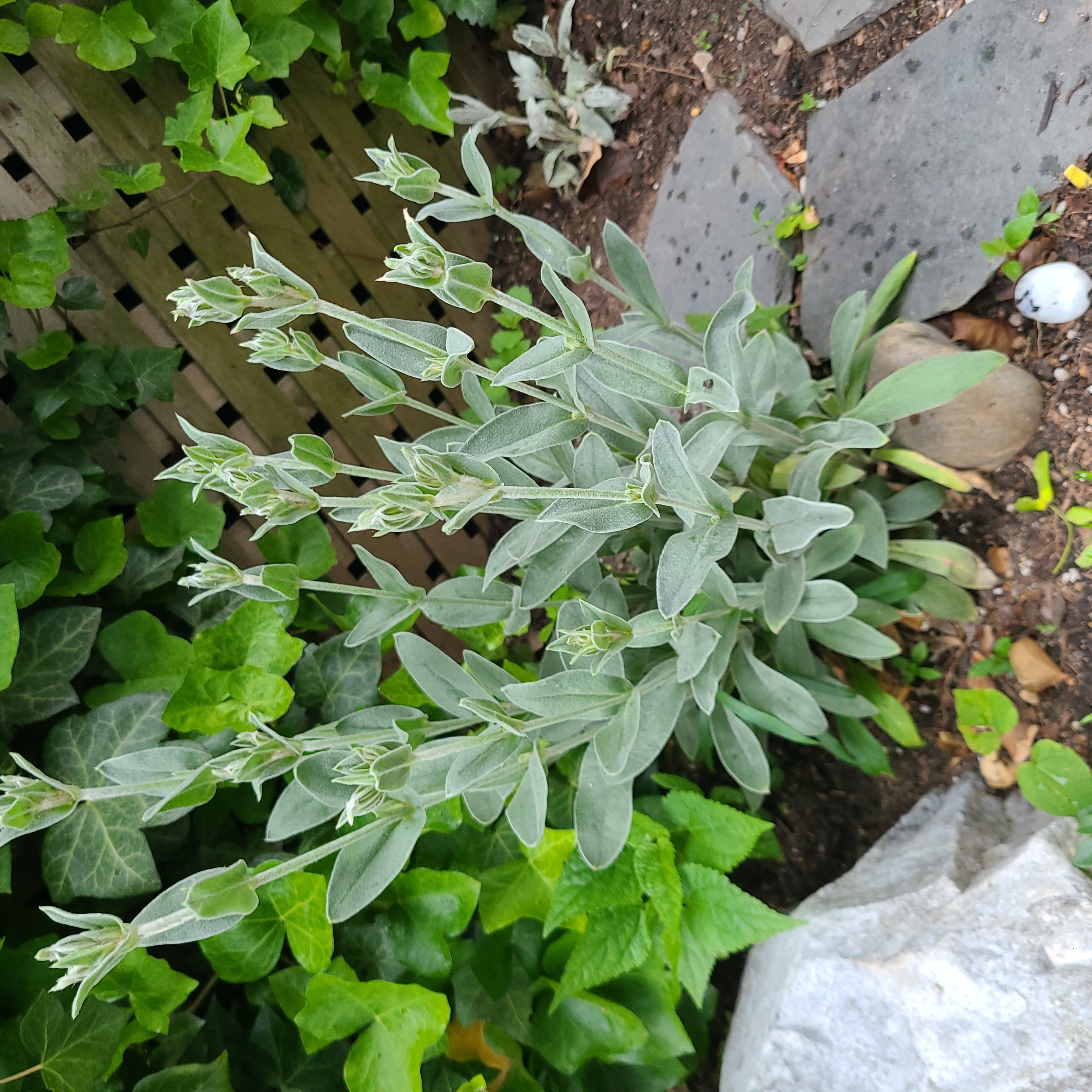 Rose Campion plant with silvery-green leaves and multiple unopened flower buds in a garden setting.