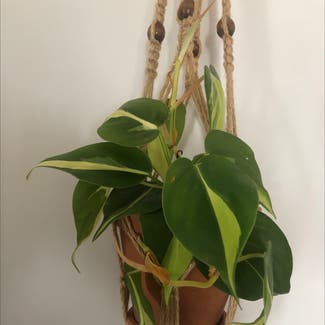 Heartleaf Philodendron plant in New Orleans, Louisiana