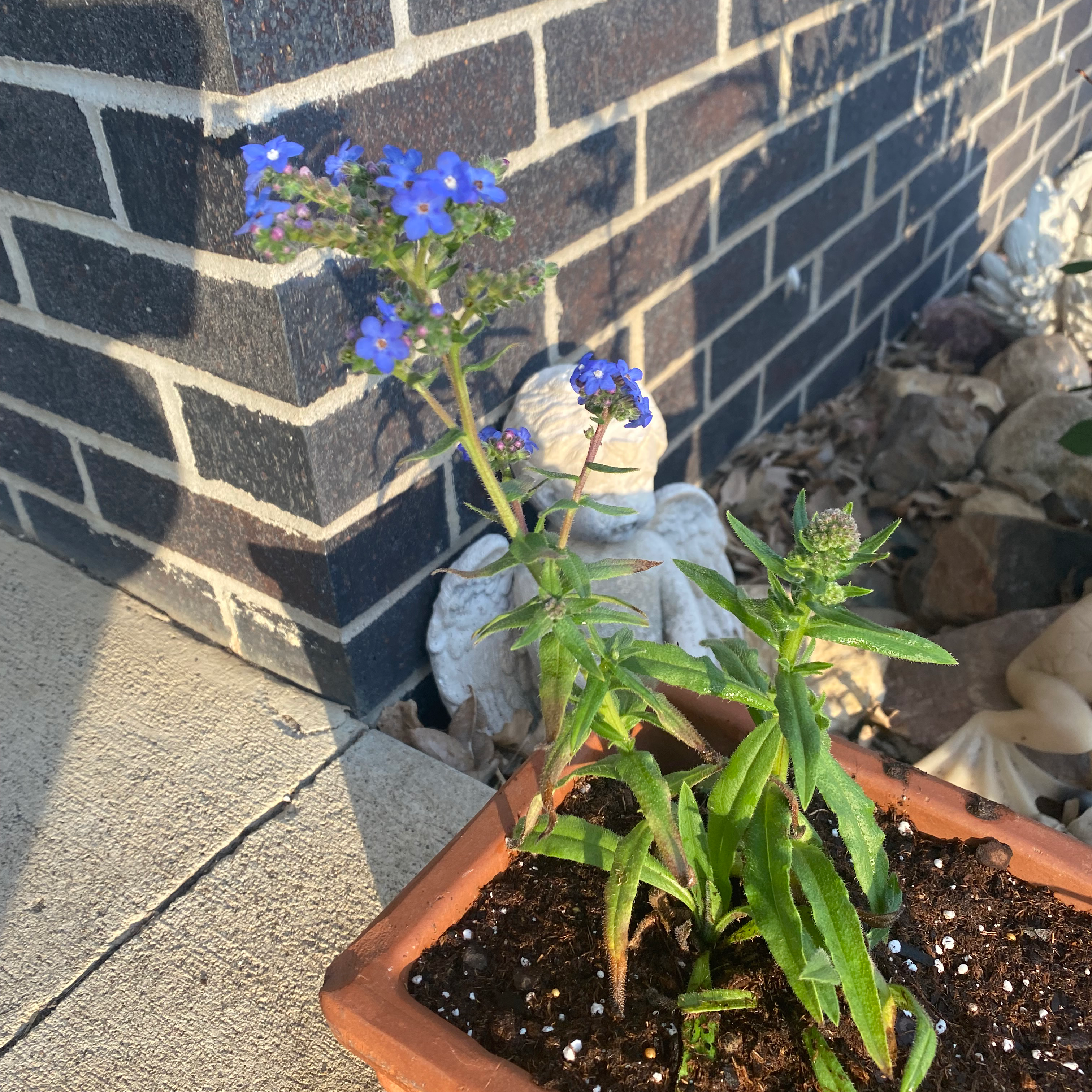Photo of the plant species Flathead Larkspur by @ArdentBibi named Your plant on Greg, the plant care app