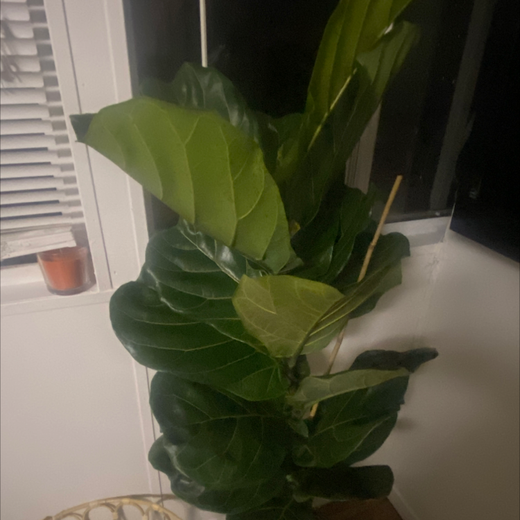 Fiddle Leaf Fig plant photo by @salbltrn named Sal Jr on Greg, the plant care app.