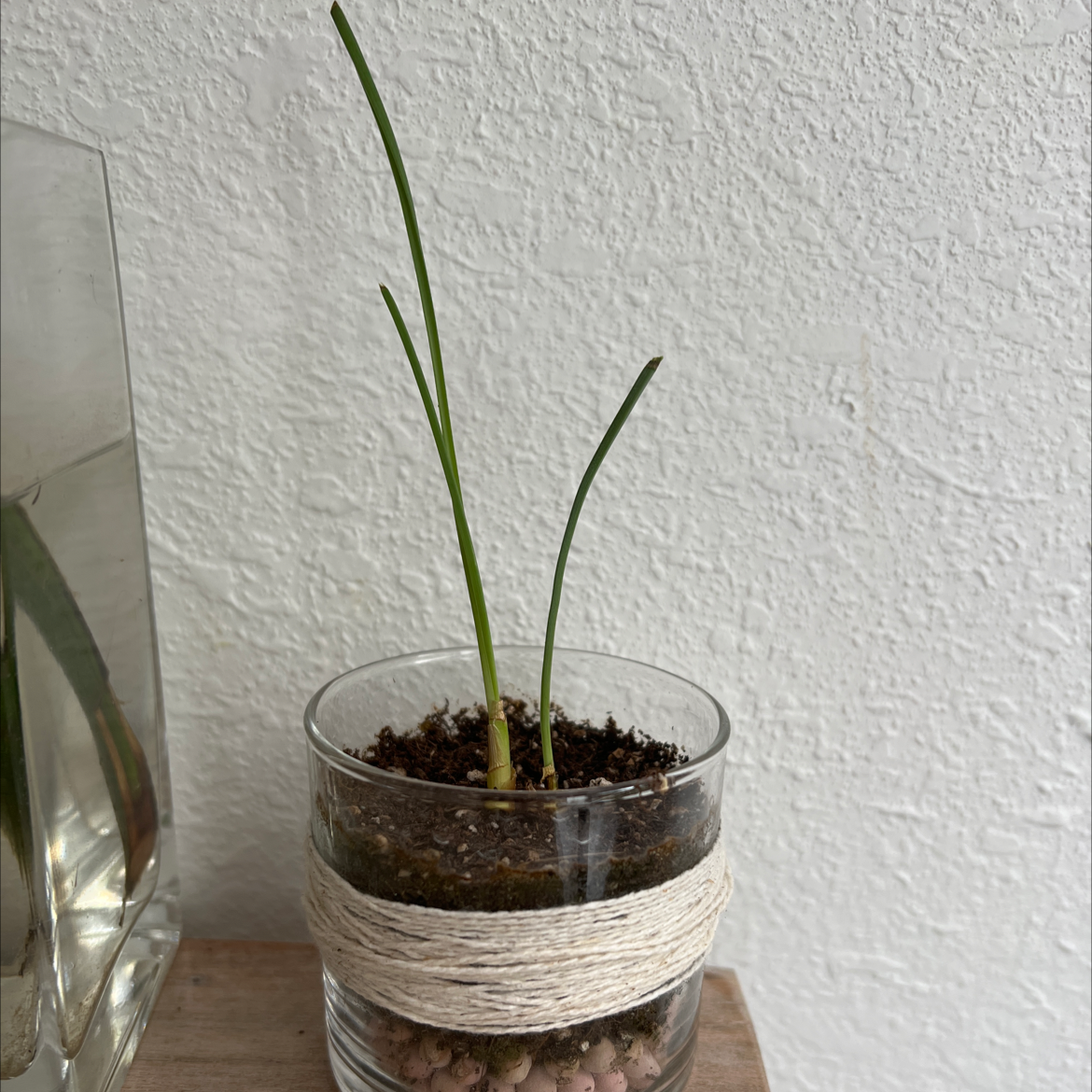 Young Engelmann's false yucca plant in a glass container with soil.