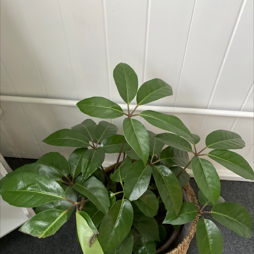 🌂 Why Is My Umbrella Tree Dropping Leaves?