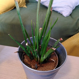 Cylindrical Snake Plant plant in Lausanne, Vaud