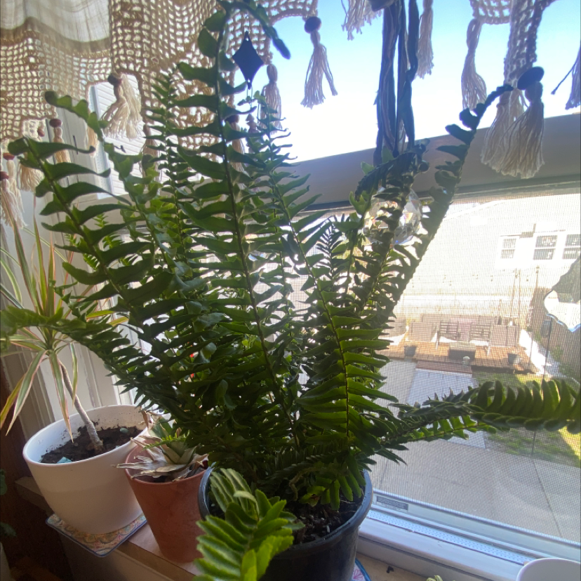 Christmas Fern indoors near a window, healthy green fronds, soil visible.