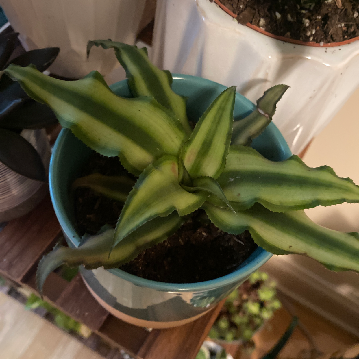 Earth Stars plant in a blue pot with green striped leaves, soil visible.