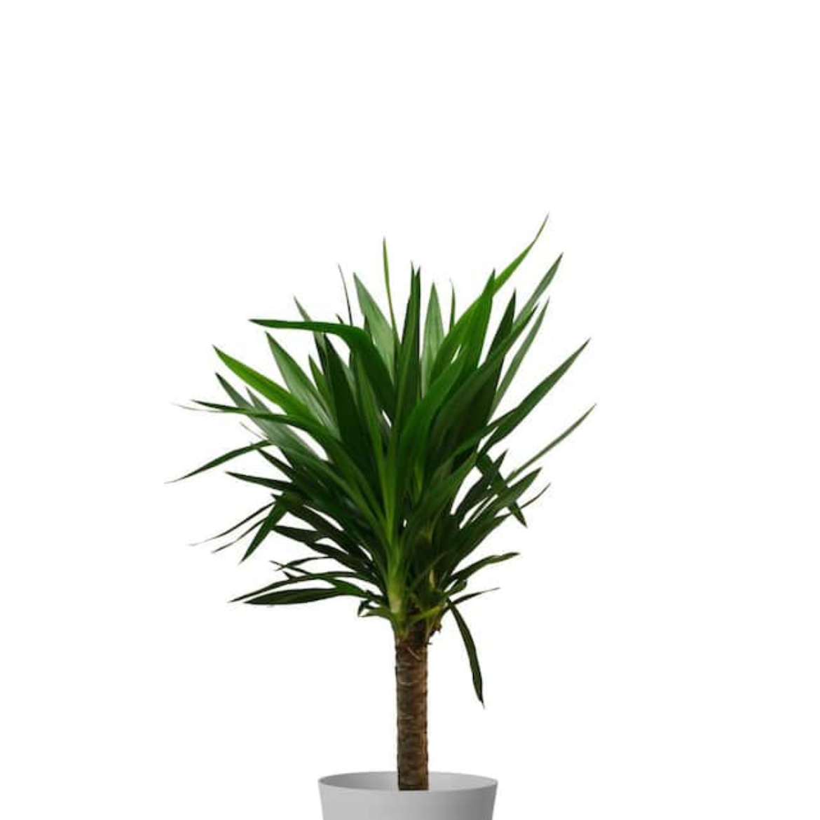 Photo of the plant species Pouteria costata by @DiscipleCatnip named Yucca cane on Greg, the plant care app