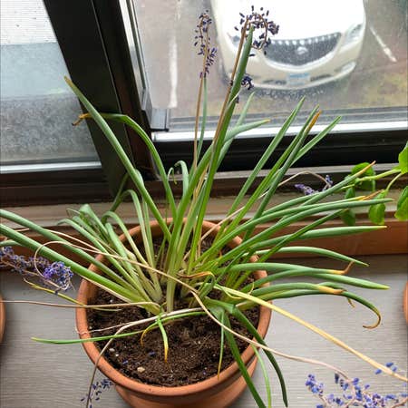 Photo of the plant species Common Grape Hyacinth by Wisemarigold named Holland on Greg, the plant care app