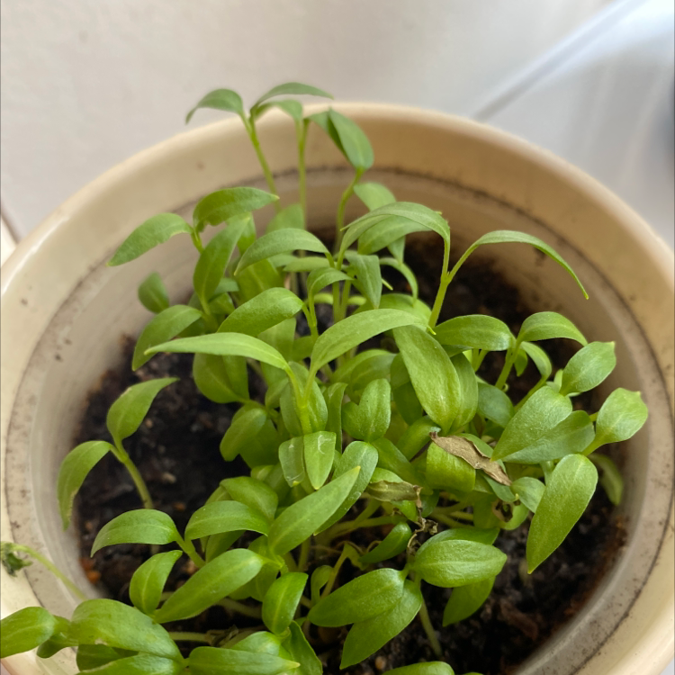 Plant care for Clethra revoluta on Greg, the plant care app