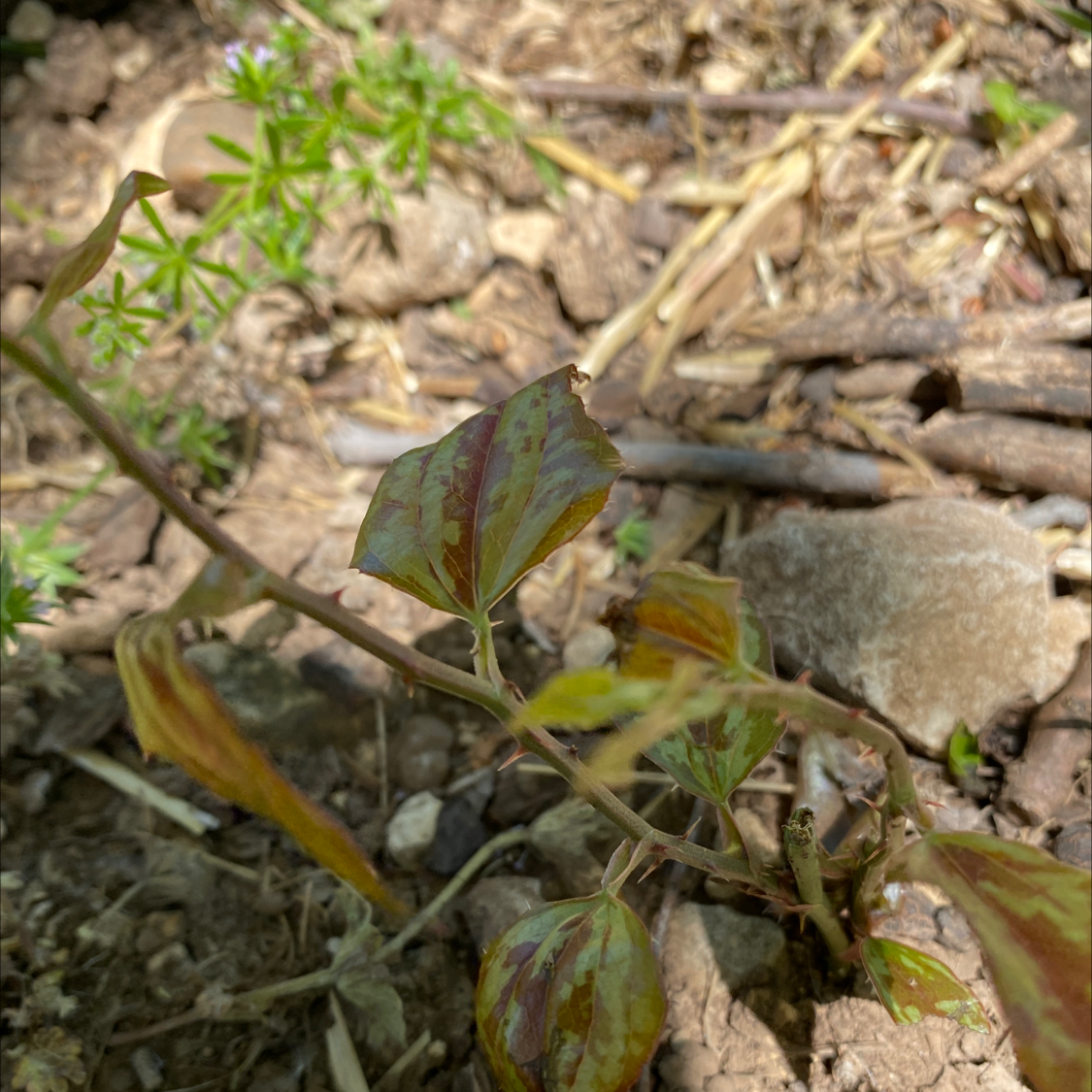 Plant care for Smilax canariensis on Greg, the plant care app
