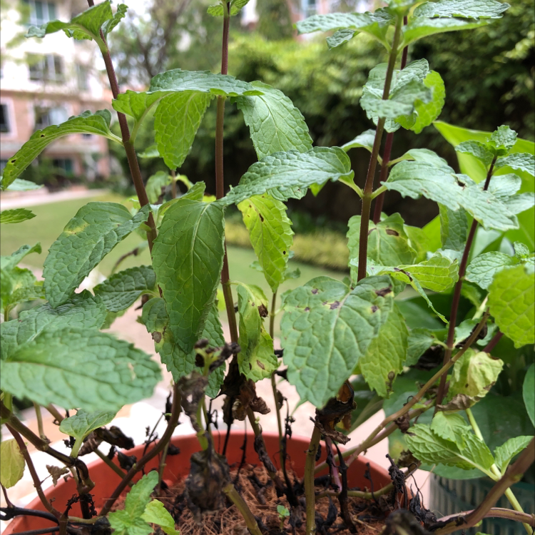 Spearmint plant in a pot with some leaf damage and browning, set in an outdoor garden.