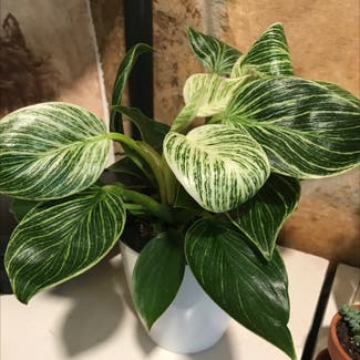 Golden Pothos plant in Somewhere on Earth