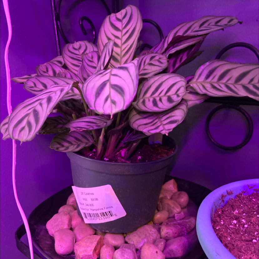 Potted Cathedral Windows plant with distinctively patterned leaves under artificial lighting.