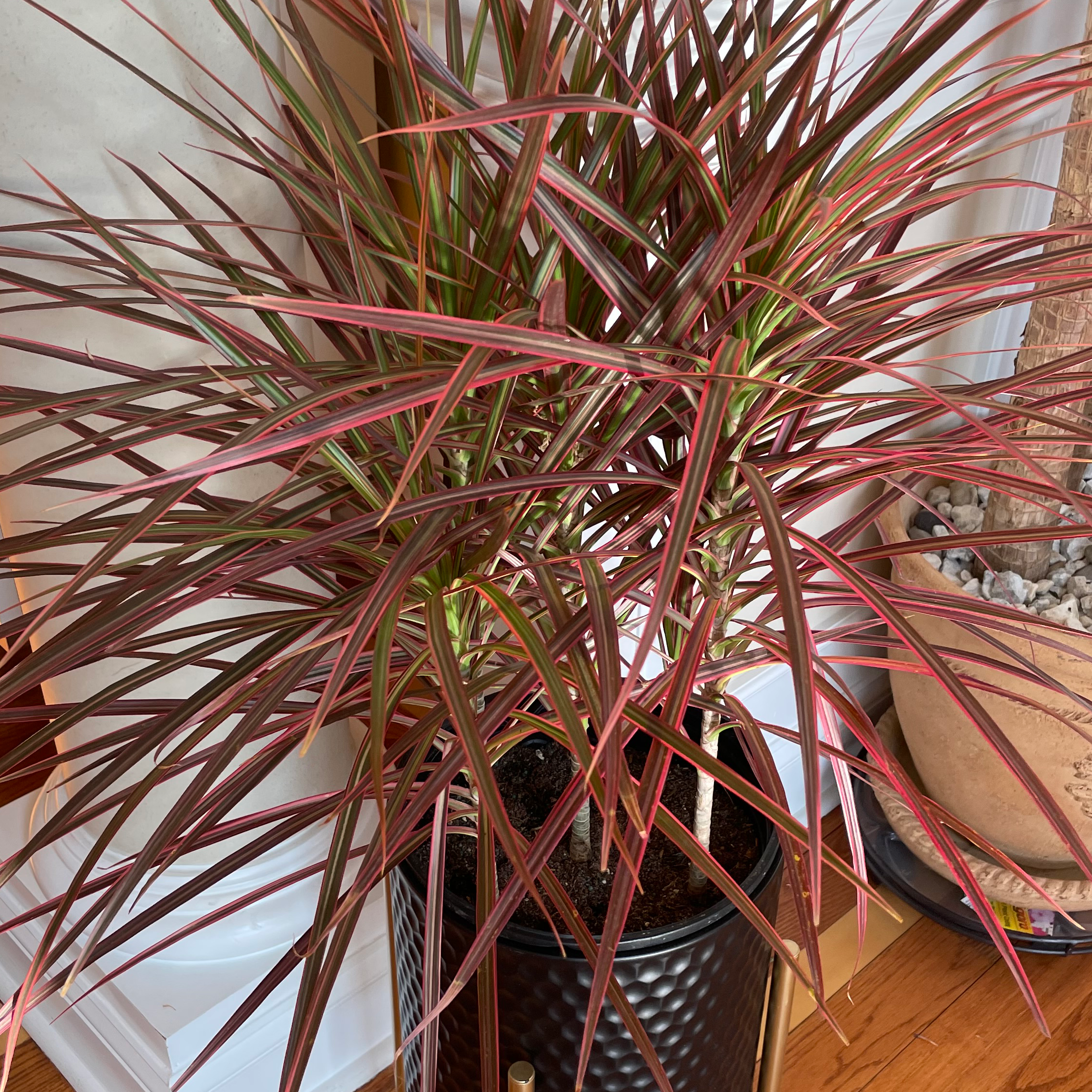 Madagascar Dragon Tree (Dracaena marginata) in a pot with vibrant, elongated leaves.