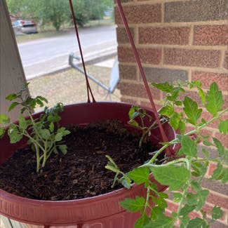 Tomato Plant plant in Brownwood, Texas