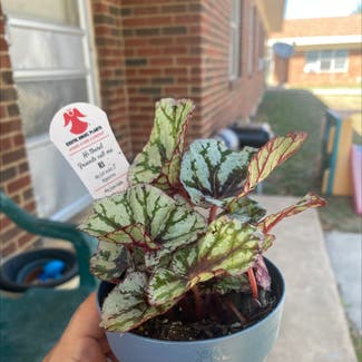Rex Begonia plant in Brownwood, Texas