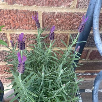 Lavender plant in Brownwood, Texas