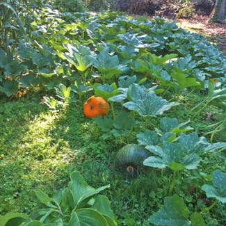 Summer Squash plant in Brownwood, Texas