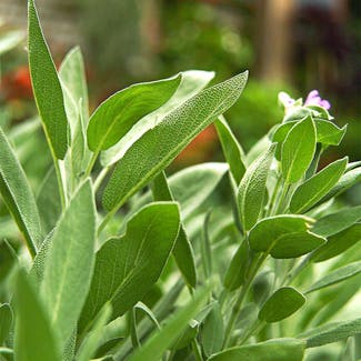 Common Sage plant in Brownwood, Texas