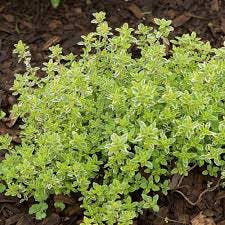 Common Thyme plant in Brownwood, Texas