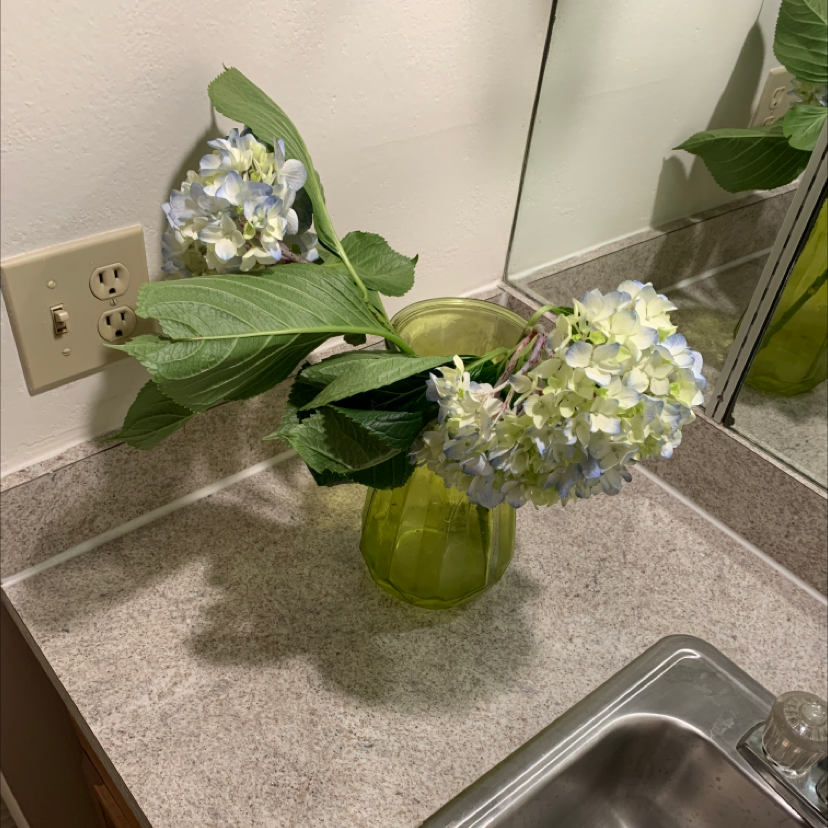 French Hydrangea in a green vase on a bathroom countertop with vibrant flowers and leaves.