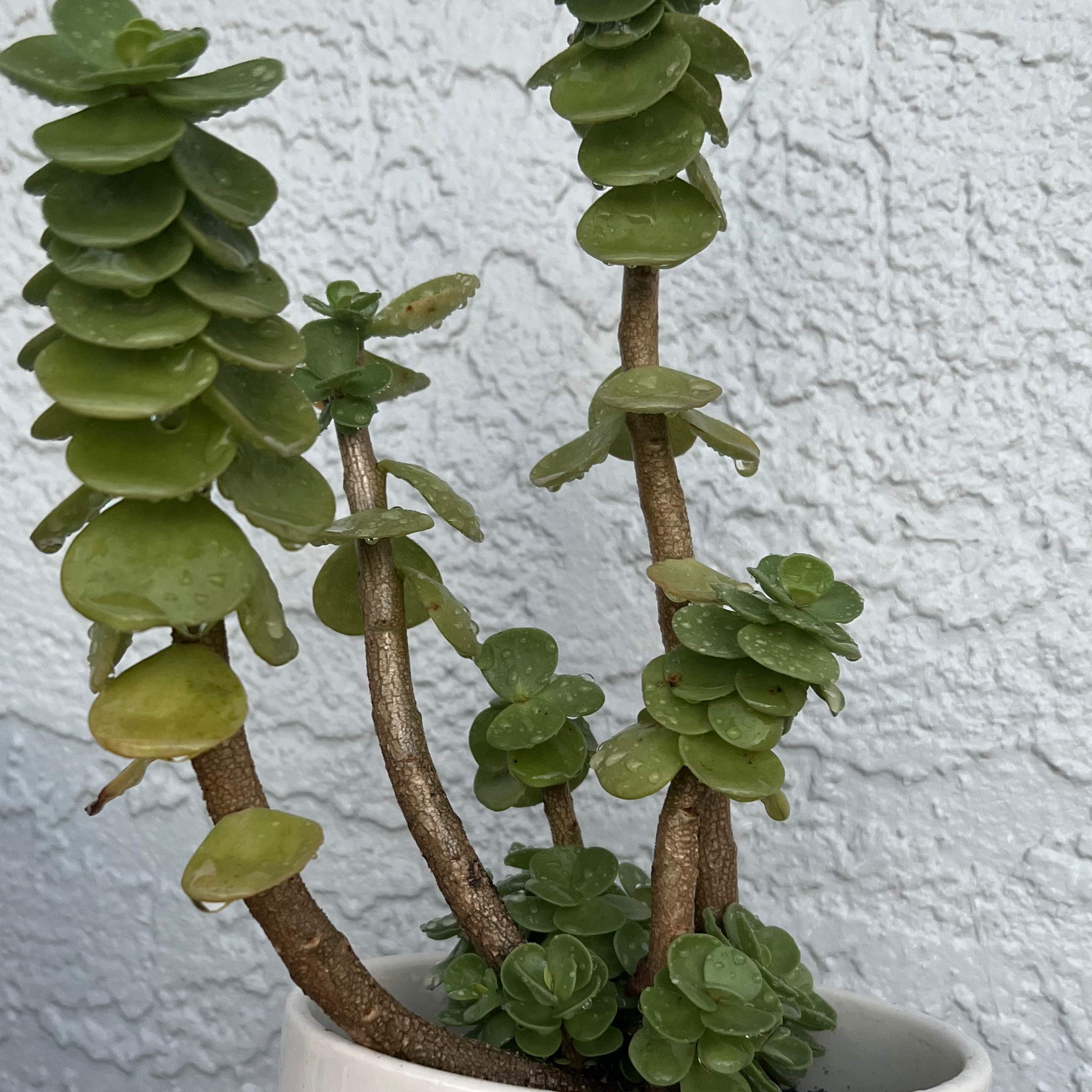 Healthy 'Ihi plant with green leaves and multiple stems in a white pot.