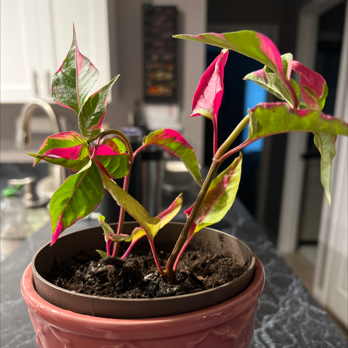 Party Time Alternanthera plant in a pot with vibrant pink and green leaves, slight yellowing visible.