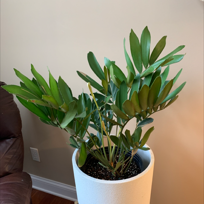 Cardboard Palm plant in a white pot with green leaves, well-framed and in focus.
